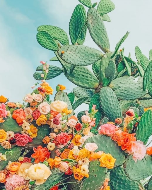 Cactus With Flowers NEW Paint By Numbers Numeral Paint Kit