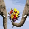 Elephant Holding Flowers Paint By Numbers