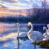 Swans In Lake Paint By Numbers