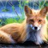 Blonde Fox Paint By Numbers