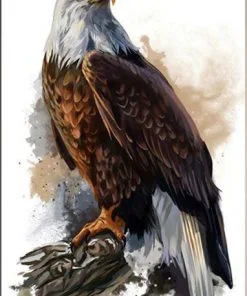 Bald Eagle Paint By Numbers