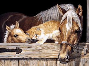 Horses And Cat Paint By Numbers