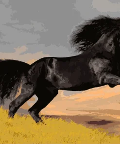 Arabian Black Horse Paint By Numbers