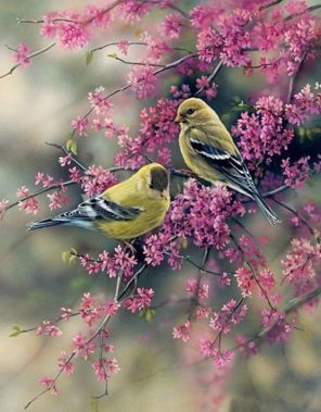 Goldfinch Birds Paint by numbers