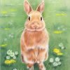 Rabbit In The Grass Paint By Numbers