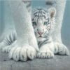 White Tiger Baby Paint By Numbers