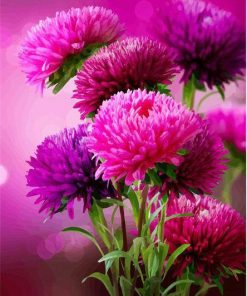 Pink Aster Flowers Paint By Numbers
