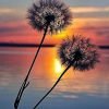 Sunset Dandelions Paint By Numbers
