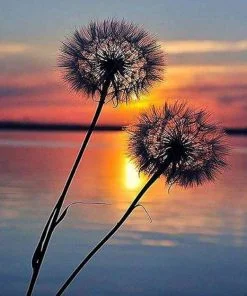 Sunset Dandelions Paint By Numbers