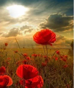 Poppy Anemones field paint by numbers