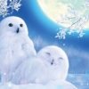 Snow Owls Paint By Numbers