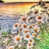 Daisies Lakeside Paint By Numbers