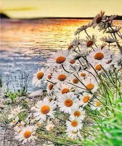 Daisies Lakeside Paint By Numbers