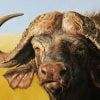 African Buffalo Paint By numbers
