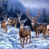 Alaska Deer Paint By Numbers
