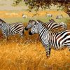 Zebra In Savanna Paint By Numbers
