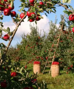 Apples Field Paint By Numbers
