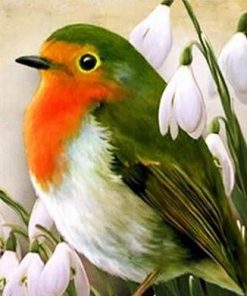 Robin Bird Paint By Numbers