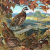 Quail Bird Paint By Numbers