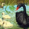 Black Swan And Ducks Paint By Numbers