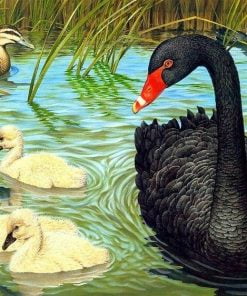 Black Swan And Ducks Paint By Numbers