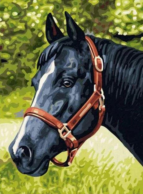 Black Horse Animals Paint By Numbers Numeral Paint