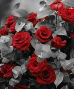 Red Roses Flowers Paint By Numbers