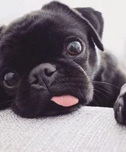 Black Pug Puppy Paint By Numbers
