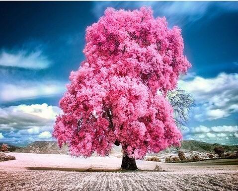 Pink Trumpet Tree paint by numbers