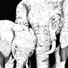 Monochrome Elephants Paint By Numbers