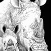 Monochrome Rhinos Paint By Numbers