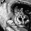 Monochrome Chimpanzee Paint By Numbers