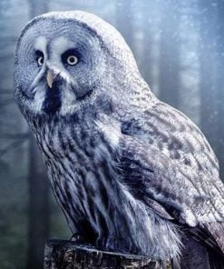 Great Grey Owl Paint By Numbers
