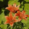 Orange Lily Flowers Paint By Numbers
