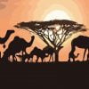 Camels Sunset Silhouette Paint By Numbers