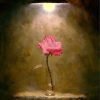 Pink Rose In Glass Paint By Numbers