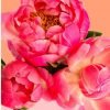 Pink Chinese Peonies Paint By Numbers