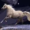 Galloping White Horse adult paint by numbers