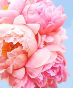 Pink Peonies Paint By Numbers