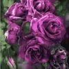 Purple Roses Paint By Numbers