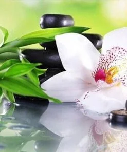 Orchid Flower And Black Stones Paint By Numbers