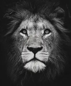 Black And White Lion Paint By Numbers