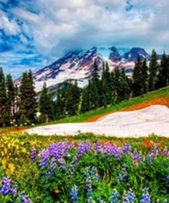 Mount Rainier Flowers Field Paint By Numbers