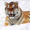 Tiger In The Snow Paint By Numbers