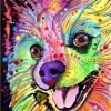 Colorful Pomeranian Paint By Numbers