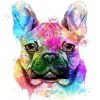 Splatter Colorful Bulldog Paint By Numbers