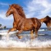 Horse on the Beach Animals Paint By Numbers