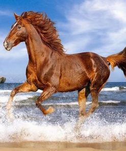 Horse on the Beach Animals Paint By Numbers