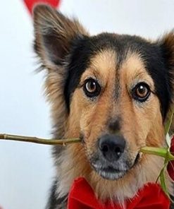 Dog With Rose Paint By Numbers