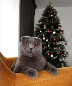 British Shorthair Cat Paint By Numbers